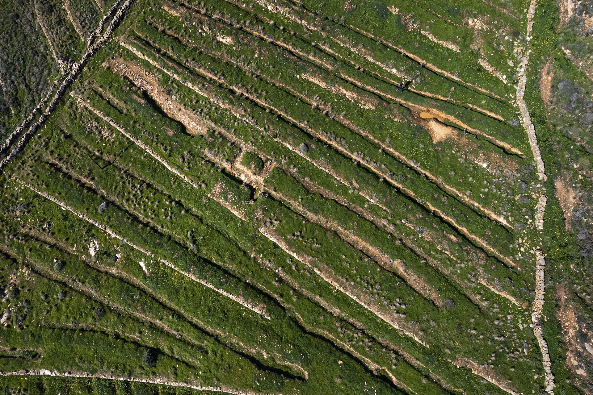 Άχτιστο οικόπεδο στην Τήνο, ανθισμένο, λήψη από drone
